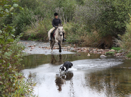 American Bashkir Curly Horse